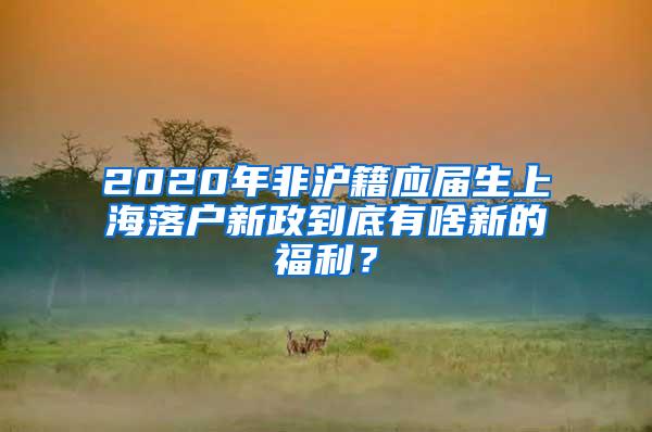 2020年非沪籍应届生上海落户新政到底有啥新的福利？