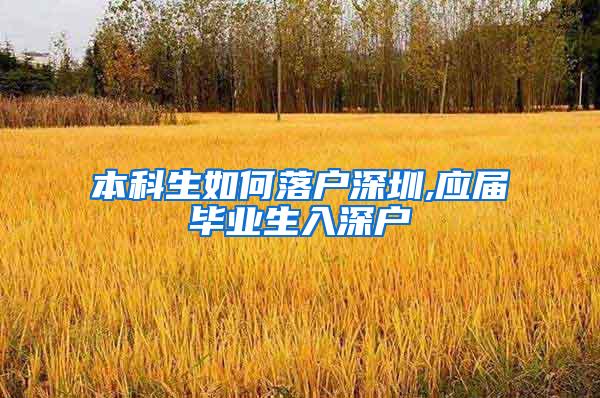 本科生如何落户深圳,应届毕业生入深户