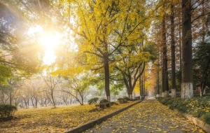 华东师范大学：对不起，上海财经大学，我的应届生可直接落户上海